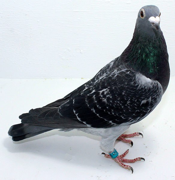 Band: AU 20029 AA 2025